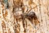 Eratigena sp.